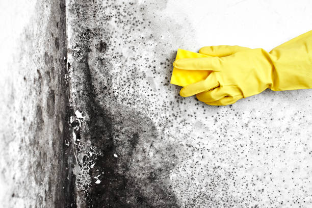 Best Airborne Mold Testing  in Lyons, WI