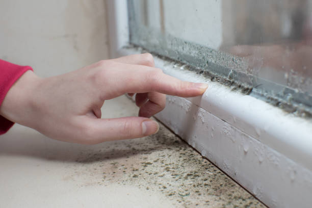Best Mold Documentation for Insurance Claims  in Lyons, WI