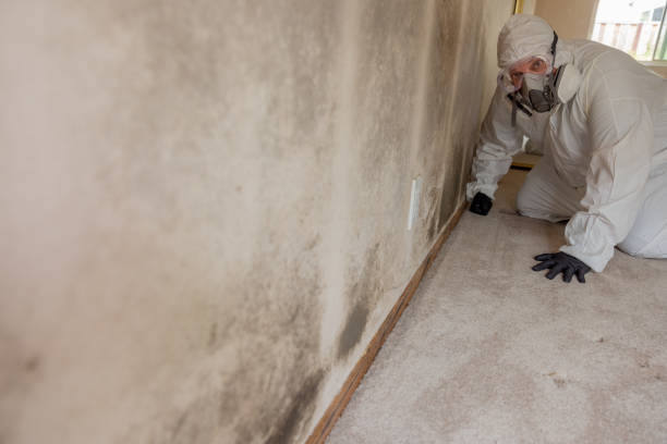  Lyons, WI Mold Removal Pros